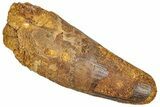 Real Fossil Spinosaurus Tooth - Feeding Worn Tip #351622-1